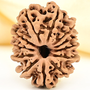 12 Mukhi from Nepal Small