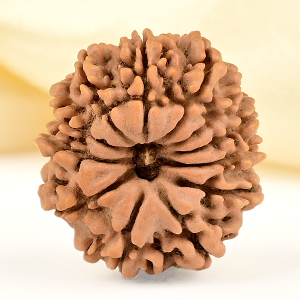 12 Mukhi from Nepal Small - CDLX