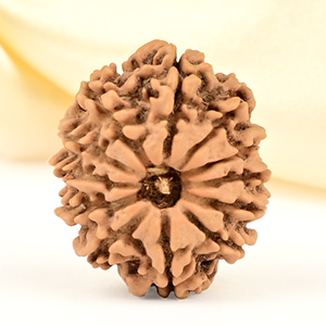 12 Mukhi from Nepal Small - CDLXI