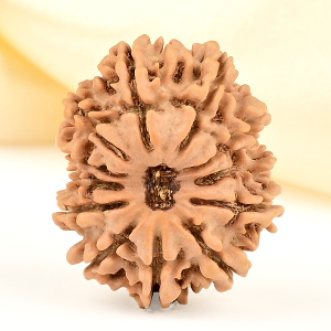 12 Mukhi from Nepal Small - CDLXII