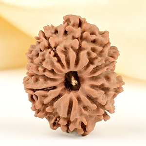 12 Mukhi from Nepal Small - CDLXIV