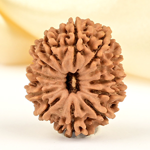 12 Mukhi from Nepal Small - CDLXVI