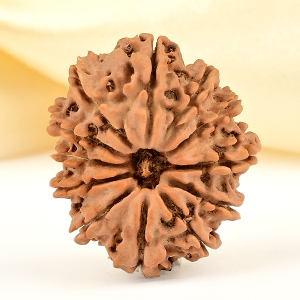 12 Mukhi from Nepal Small - CDLXVII