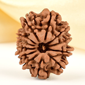 12 Mukhi from Nepal Small - CDLXVIII