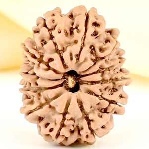 12 Mukhi from Nepal Small - CDLXXI