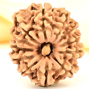 12 Mukhi from Nepal Small - CDLXXII