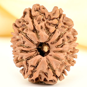 12 Mukhi from Nepal Small - CDLXXIII