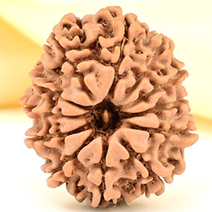 12 Mukhi from Nepal Small - CDLXXIV