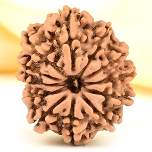 12 Mukhi from Nepal Small - CDLXXV