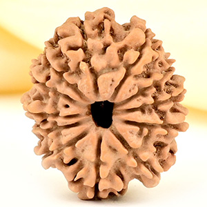 12 Mukhi from Nepal Small - CDLXXVI