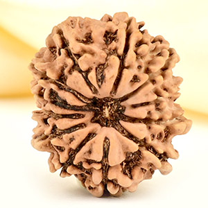 12 Mukhi from Nepal Small