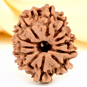 12 Mukhi from Nepal Small