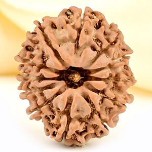 12 Mukhi from Nepal Small