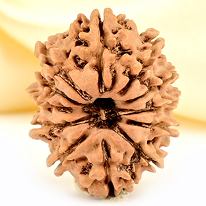 12 Mukhi from Nepal Small