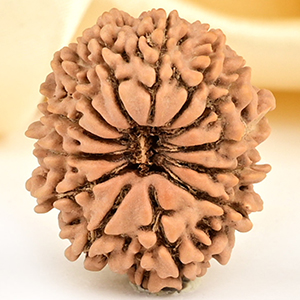 13 Mukhi from Nepal small - CCCLXXIII