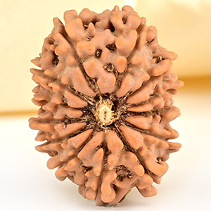 13 Mukhi from Nepal small - CCCLXXIV