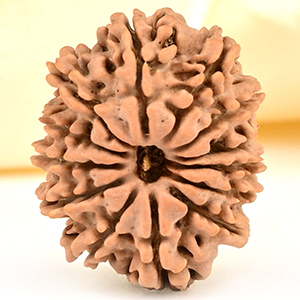 13 Mukhi from Nepal small - CCCLXXV