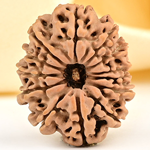 13 Mukhi from Nepal small - CCCLXXVI