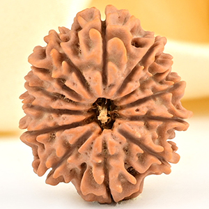 13 Mukhi from Nepal small - CCCLXXVII