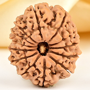 13 Mukhi from Nepal small - CCCLXXVIII