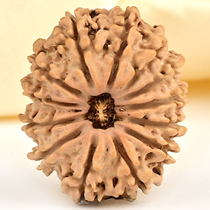 13 Mukhi from Nepal small - CCCLXXX