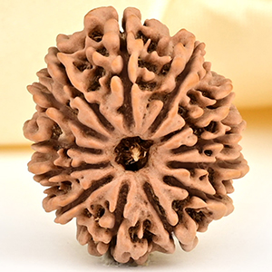 13 Mukhi from Nepal small - CCCLXXXI