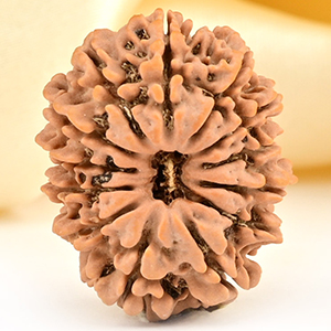 13 Mukhi from Nepal small - CCCLXXXII