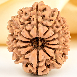 13 Mukhi from Nepal small - CCCLXXXIII