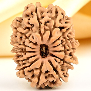 13 Mukhi from Nepal small - CCCLXXXIV