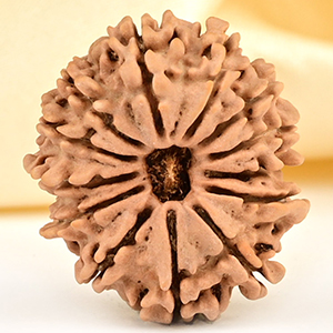 13 Mukhi from Nepal small - CCCLXXXVI