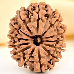 13 Mukhi from Nepal small - CCCLXXXVII