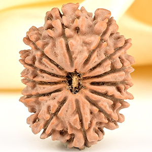 13 Mukhi from Nepal - CCXLVI