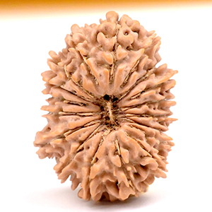 18 Mukhi from Nepal Small - IV