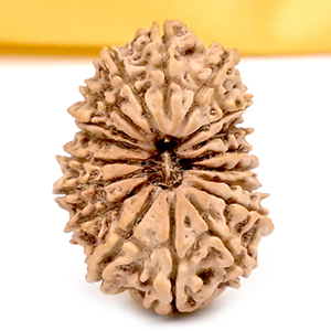 18 Mukhi from Nepal - CLXII