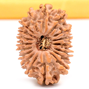 18 Mukhi from Nepal - CLXIII