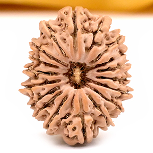 18 Mukhi from Nepal - CLXIV