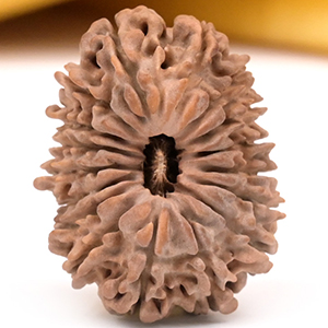 17 Mukhi from Nepal - C