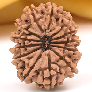 Collector 13 Mukhi from Nepal - CLIII