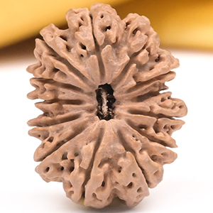 Collector 13 Mukhi from Nepal - CLIV