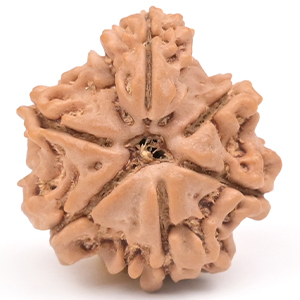 Savar Naag 8 mukhi from Nepal Small - I