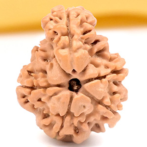 Savar Naag 7 mukhi from Nepal Small - I