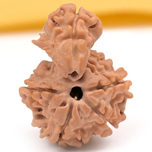 Savar Naag 6 mukhi from Nepal - I