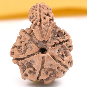 Savar Naag 6 mukhi from Nepal Large - I