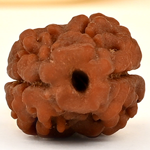 Rare 2 Mukhi Nepali Large - CXXXV