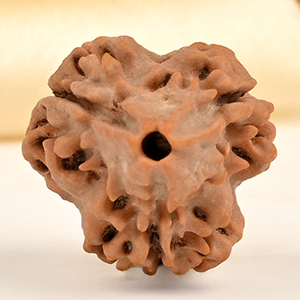 Super Collector 3 Mukhi from Nepal