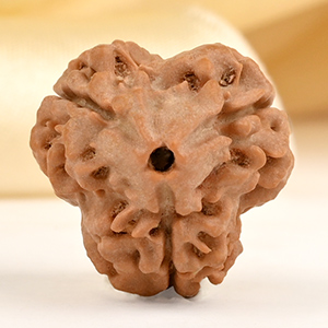 Super Collector 3 Mukhi from Nepal