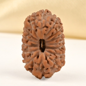15 Mukhi from Java Indonesia Small - CCLXXVI