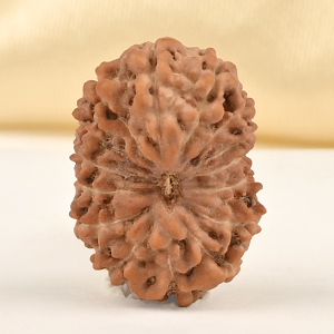 15 Mukhi from Java Indonesia Small - CCLXXVIII