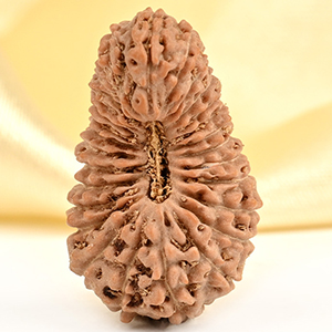 Collector 28 Mukhi from Java Indonesia - III