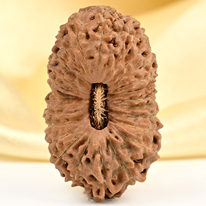 Super Collector 25 Mukhi from Java Indonesia - I